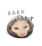 うにとすあま《ドライ編》（個別スタンプ：9）
