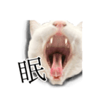 うにとすあま《ドライ編》（個別スタンプ：11）
