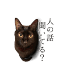 うにとすあま《ドライ編》（個別スタンプ：12）