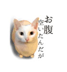 うにとすあま《ドライ編》（個別スタンプ：13）