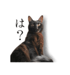 うにとすあま《ドライ編》（個別スタンプ：16）