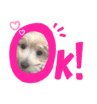 チワプーのノエルくん（個別スタンプ：1）
