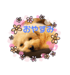 チワプーのノエルくん（個別スタンプ：6）