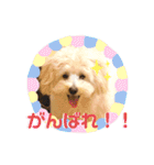 チワプーのノエルくん（個別スタンプ：7）