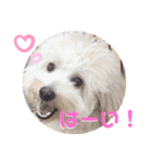 チワプーのノエルくん（個別スタンプ：10）