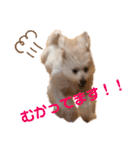 チワプーのノエルくん（個別スタンプ：11）