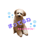 チワプーのノエルくん（個別スタンプ：12）