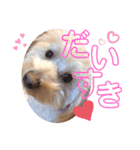 チワプーのノエルくん（個別スタンプ：14）