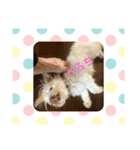 りんちゃん★★★（個別スタンプ：4）