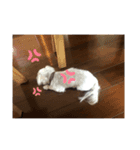 りんちゃん★★★（個別スタンプ：5）