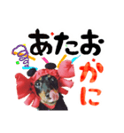 ミニチュアダックスのゆるっとラッキー③（個別スタンプ：2）