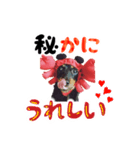 ミニチュアダックスのゆるっとラッキー③（個別スタンプ：5）