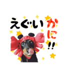 ミニチュアダックスのゆるっとラッキー③（個別スタンプ：6）