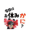 ミニチュアダックスのゆるっとラッキー③（個別スタンプ：11）