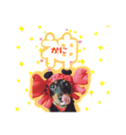 ミニチュアダックスのゆるっとラッキー③（個別スタンプ：13）