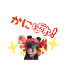 ミニチュアダックスのゆるっとラッキー③（個別スタンプ：16）