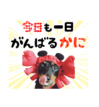 ミニチュアダックスのゆるっとラッキー③（個別スタンプ：18）