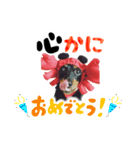 ミニチュアダックスのゆるっとラッキー③（個別スタンプ：19）
