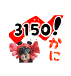 ミニチュアダックスのゆるっとラッキー③（個別スタンプ：23）