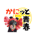 ミニチュアダックスのゆるっとラッキー③（個別スタンプ：24）