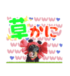 ミニチュアダックスのゆるっとラッキー③（個別スタンプ：25）