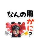 ミニチュアダックスのゆるっとラッキー③（個別スタンプ：30）