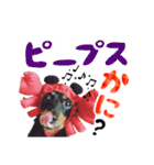 ミニチュアダックスのゆるっとラッキー③（個別スタンプ：31）