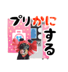 ミニチュアダックスのゆるっとラッキー③（個別スタンプ：33）