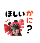 ミニチュアダックスのゆるっとラッキー③（個別スタンプ：34）