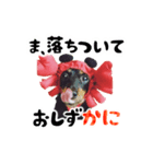 ミニチュアダックスのゆるっとラッキー③（個別スタンプ：36）