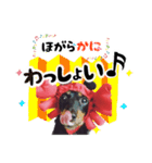 ミニチュアダックスのゆるっとラッキー③（個別スタンプ：40）