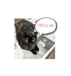 いぬとねこ 1（個別スタンプ：1）