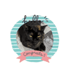 いぬとねこ 1（個別スタンプ：5）