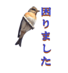 仕事用で使う言葉をアトリからーBIG（個別スタンプ：11）