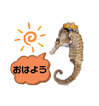 【実写版】タツノオトシゴ（個別スタンプ：1）