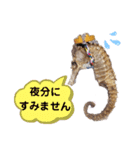 【実写版】タツノオトシゴ（個別スタンプ：4）