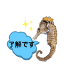 【実写版】タツノオトシゴ（個別スタンプ：6）
