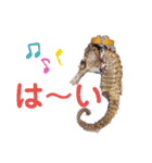 【実写版】タツノオトシゴ（個別スタンプ：8）