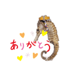 【実写版】タツノオトシゴ（個別スタンプ：12）