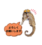 【実写版】タツノオトシゴ（個別スタンプ：14）