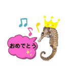 【実写版】タツノオトシゴ（個別スタンプ：16）