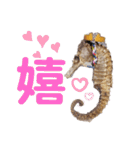 【実写版】タツノオトシゴ（個別スタンプ：19）