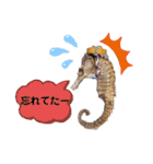 【実写版】タツノオトシゴ（個別スタンプ：22）