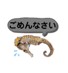 【実写版】タツノオトシゴ（個別スタンプ：23）