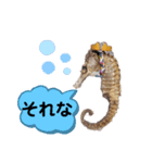 【実写版】タツノオトシゴ（個別スタンプ：32）