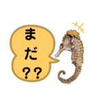 【実写版】タツノオトシゴ（個別スタンプ：36）