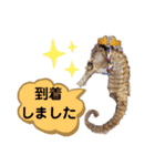【実写版】タツノオトシゴ（個別スタンプ：38）