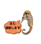 【実写版】タツノオトシゴ（個別スタンプ：39）