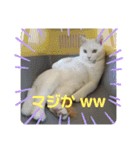 とむはうすの家族  猫編（個別スタンプ：1）