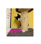 とむはうすの家族  猫編（個別スタンプ：2）